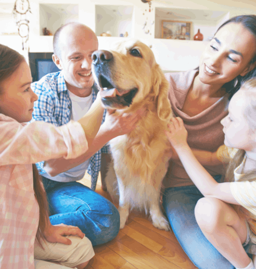 Quickly reunite with your lost pet